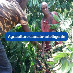 Agriculture climato-intelligente