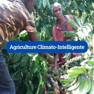 Agriculture climato-intelligente