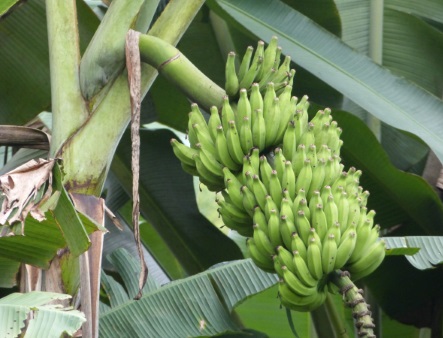 Etude sur la production d’aliment, de combustible et de fibre dans le contexte du changement climatique