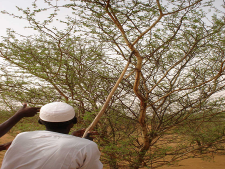 National REDD+ Strategy Sudan