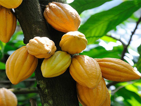 GCF feasibility study on zero deforestation cocoa