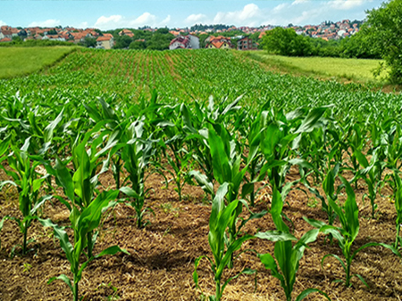 Financement des risques climatiques pour une agriculture durable