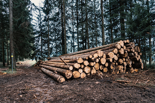 GCF Funding Proposal Development on Climate-Smart Forestry