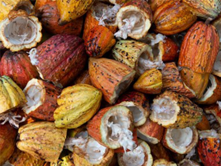 Zero Deforestation Cocoa Production