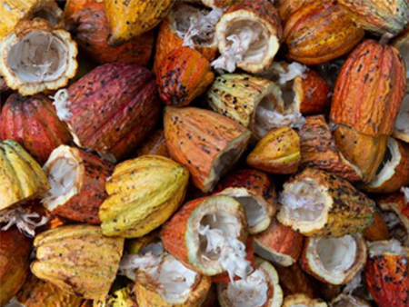 Zéro Déforestation dans la Production de Cacao