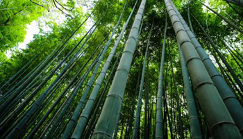 New Fokabs Publication on Bamboo Carbon Stocks