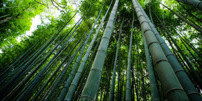 Nouvelle publication de Fokabs sur les stocks de carbone de bamboo