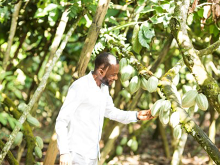 Côte d’Ivoire National Forest Finance Strategy