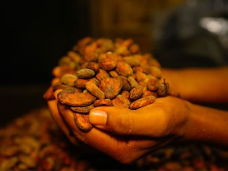 National Strategy for Closing Living Income Gap in the Cocoa Sector