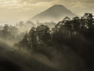 Conservation and Sustainable Use of Biological Diversity in Mexico: TE
