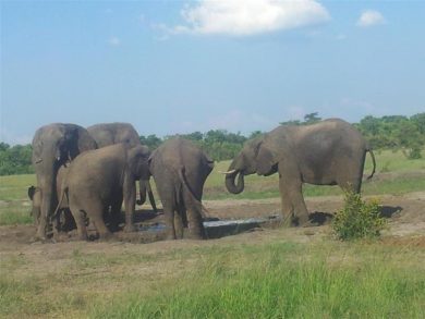 Development of National REDD+ Strategy